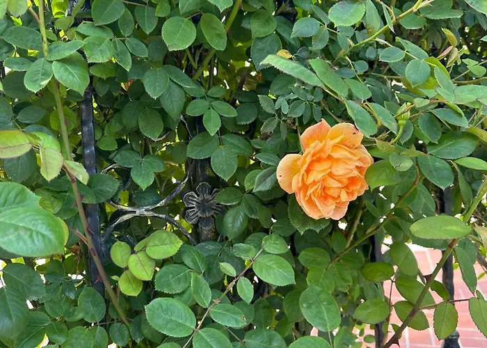 アパート Passat12 *